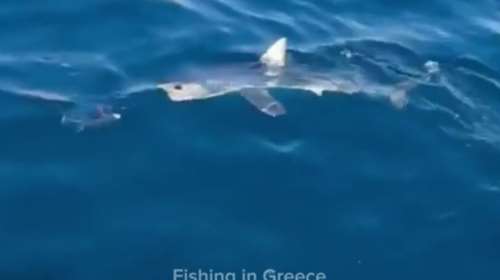 Εμφανίστηκε καρχαρίας στον Αργολικό κόλπο – Προσπάθησε να κλέψει τονάκι από ερασιτέχνη ψαρά [βίντεο]