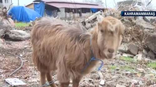 Σεισμός στην Τουρκία: Eφτάψυχη κατσίκα βγήκε ζωντανή από τα συντρίμμια μετά από 47 μέρες [βίντεο]