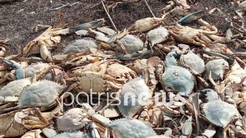 Τεράστια οικολογική καταστροφή στην Ηλεία: Mαζικός θάνατος χιλιάδων καβουριών στη λιμνοθάλασσα Κοτυχίου