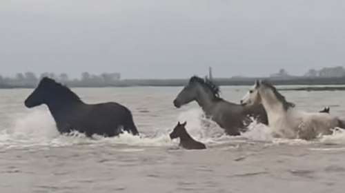 Εντυπωσιακό βίντεο από το Δέλτα Εβρου: Αγέλη αλόγων διασχίζει τα ορμητικά νερά του φουσκωμένου ποταμού