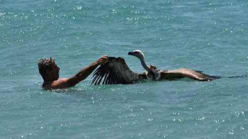 Σητεία: Η στιγμή που λουόμενος σώζει εξαντλημένο γύπα που κινδυνεύει να πνιγεί στη θάλασσα [εικόνες]