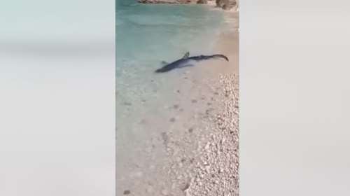 Επτάνησα: Γαλάζιος καρχαρίας κολυμπούσε στα ρηχά [βίντεο]