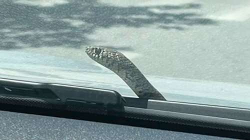Βόλος: Οδηγός είδε φίδι στο παρμπρίζ του αυτοκινήτου [βίντεο]