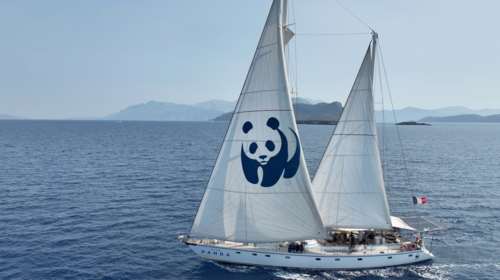 Βlue Panda: Ξανά στην Ελλάδα για την προστασία της Ελληνικής Τάφρου