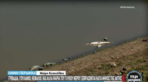 Πτολεμαΐδα: Ξεβράζει νεκρά ψάρια η τεχνητή λίμνη του Περδίκκα [εικόνες - βίντεο]