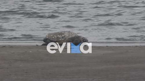 Εύβοια: Τεράστια χελώνα καρέτα-καρέτα εμφανίστηκε στην παραλία της Λιανής Αμμου [Βίντεο]