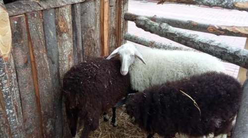 Βόλος: Ο Μπέος έστησε και πάλι φάτνες με αληθινά ζώα, πρόβατα και πόνυ- Εισαγγελική παρέμβαση ζητούν οι κτηνίατροι