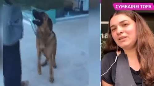 Η οδύσσεια σκύλου στην Αττική: Πήδηξε μάντρα 5 μέτρων και περπάτησε 20 χλμ για να γυρίσει εκεί που ζούσε