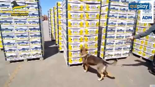 Ιταλία: Πιάστηκε πλοίο με 654 κιλά καθαρής κοκαΐνης μέσα σε φορτίο με μπανάνες - Είχε προορισμό τη Θεσσαλονίκη [εικόνες - βίντεο]