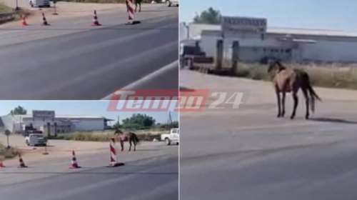 Πάτρα: Αφηνιασμένο άλογο κάλπαζε στην Εθνική Οδό Πατρών - Πύργου [βίντεο]