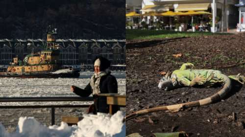 Φλόριντα: Παγωμένα ιγκουάνα πέφτουν από τα δέντρα - To πολικό ψύχος παραλύει τις ΗΠΑ [εικόνες]