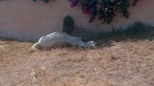 Κτηνωδία στη Σαντορίνη: Έδεσαν άλογο και το άφησαν να πεθάνει από τη δίψα κάτω από τον καυτό ήλιο [βίντεο]
