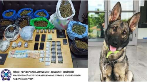 Θεσσαλονίκη: Είχαν φτιάξει &quot;χασισοφυτεία&quot; σε υπόγειο σπιτιού - Τους ξεσκέπασε η δαιμόνια Roxy [εικόνες - βίντεο]