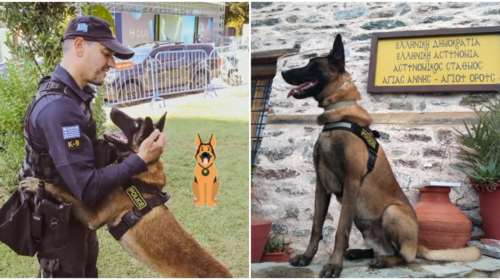 Βγαίνει στη σύνταξη ο Όσκαρ, ο πιο διάσημος σκύλος περιπολίας της ΕΛΑΣ - Εκπαιδεύτηκε ήδη η αντικαταστάτριά του [εικόνες]