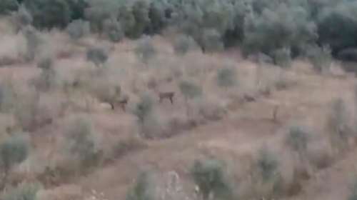 Αντιμέτωπος με αγέλη λύκων ήρθε αγρότης στη Μαγνησία [βίντεο]