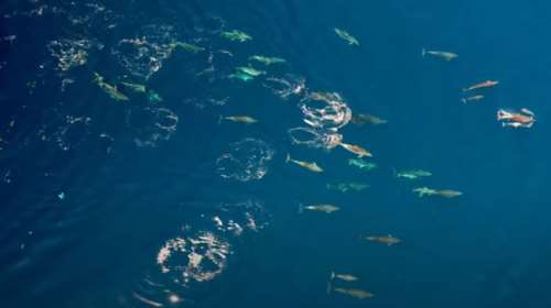 Θαλάσσιο υπερθέαμα: Drone απαθανάτισε εντυπωσιακό κοπάδι δελφινιών στην Ελλάδα [Βίντεο]