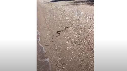Πάτρα: Αναστάτωση σε παραλία - Μεγάλο φίδι τρόμαξε τους λουόμενους [Βίντεο]