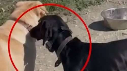 Κρήτη: Συνελήφθη ο ιδιοκτήτης του σκύλου που τον βασάνιζε με ηλεκτρικό κολάρο - Τσουχτερό πρόστιμο 15.600 ευρώ