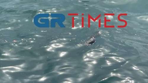 Θεσσαλονίκη: Γέμισε νεκρά ποντίκια ο Θερμαϊκός - Τι συνέβη [βίντεο]