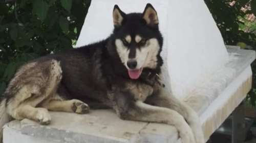 &quot;Μπορεί κάποιος με αγγελικό πρόσωπο να το έκανε&quot; είπε ο δήμαρχος Αράχωβας για την κακοποίηση του χάσκι