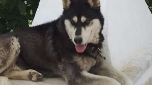 Αράχωβα: Λύνεται το θρίλερ με την κακοποίηση του Όλιβερ - Θέμα ωρών οι ανακοινώσεις για τον θάνατό του [βίντεο]