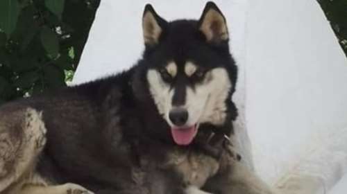 Αράχωβα: &quot;Ο Όλιβερ δεν πέθανε από ανθρώπινο χέρι&quot; - Βγήκε η έκθεση του πραγματογνώμονα για τα αίτια θανάτου