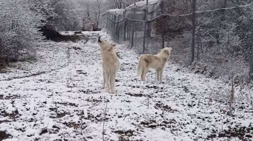 Υπέροχο βίντεο: Το αλύχτισμα τριών λύκων στο χιονισμένο Νυμφαίο