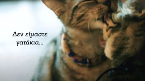 &quot;Δεν είμαστε γατάκια&quot;: Το νέο σαρκαστικό βίντεο της ΚΝΕ για την κόντρα ΝΔ - ΣΥΡΙΖΑ