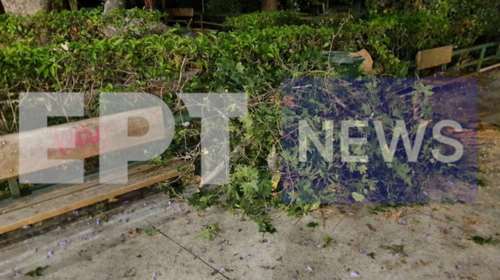 Παραλίγο τραγωδία στο Ζάππειο – Κλαδί καταπλάκωσε τρεις τουρίστες