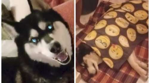 Αράχωβα: Καταπέλτης η κτηνίατρος που εξέτασε τον Ολιβερ - &quot;Κακοποιήθηκε από άνθρωπο, δεν μπορούσε να επιζήσει&quot;