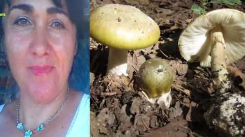Πέλλα: &quot;Δεν είναι η πρώτη φορά που μάζεψαν μανιτάρια&quot;, λέει ο γιος του ζευγαριού - &quot;Δεν έχει βρεθεί μόσχευμα&quot;