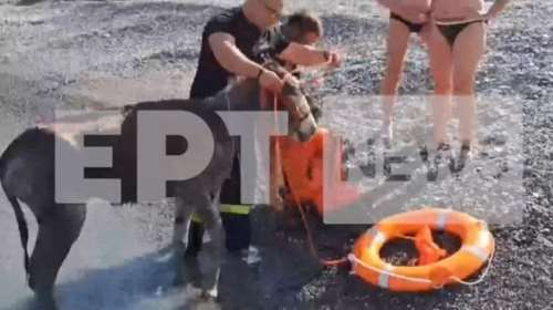Kάρπαθος: Έσωσαν γαϊδούρια που είχαν αποκλειστεί σε παραλία - Τους έβαλαν σωσίβιο και τα τράβηξαν με σκάφος [βίντεο]