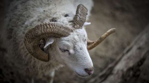 Τραγικός θάνατος 63χρονου βοσκου στα Τρίκαλα: Τον χτύπησε κριάρι
