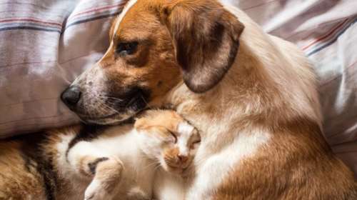 Ανησυχία για τη βρετανική μετάλλαξη: Εντοπίστηκε για πρώτη φορά σε γάτες και σκύλους σε Βρετανία, Ιταλία και ΗΠΑ