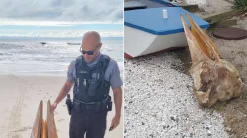 Νιού Τζέρσεϊ: Το μυστήριο για το τεράστιο κρανίο που βρέθηκε και οι θεωρίες για την &quot;εποχή των δεινοσαύρων&quot;