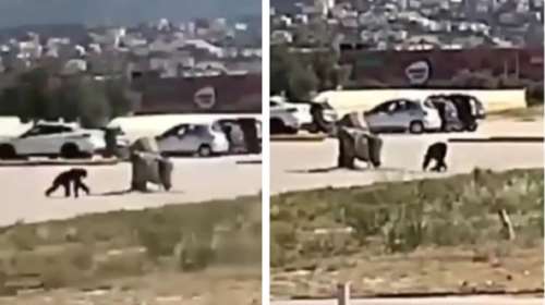 Θανάτωση χιμπατζή: Κυβερνητική παρέμβαση για τις συνθήκες διαβίωσης και λειτουργίας στο Αττικό Πάρκο