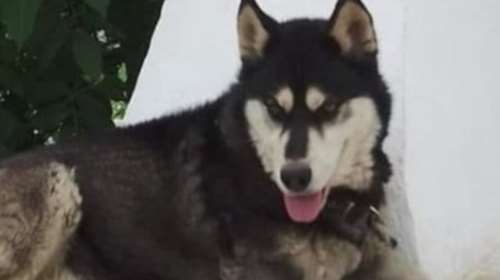 Συνελήφθη γυναίκα που υπέδειξε ιδιοκτήτη ταβέρνας ως τον κακοποιητή του Όλιβερ στην Αράχωβα