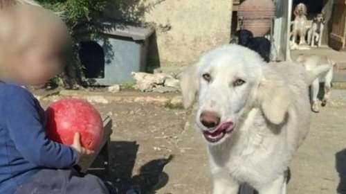 Ζάκυνθος: Τα 30 δευτερόλεπτα που στοίχισαν τη ζωή του 2χρονου - Ο σκύλος το δάγκωσε σε πρόσωπο και κεφάλι