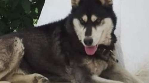 Αράχωβα: Ποινική δίωξη για την κακοποίηση και τον θάνατο του Όλιβερ - Κοντά στην εξιχνίαση της υπόθεσης οι αρχές