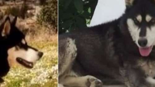 Αράχωβα: Νέες αποκαλύψεις για τον βασανιστικό θάνατο του Ολιβερ - &quot;Υπάρχουν φωτογραφίες που τον δείχνουν δίπλα σε άνθρωπο&quot;