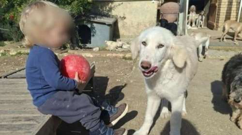 Ζάκυνθος: Τα 30 δευτερόλεπτα που στοίχισαν τη ζωή του 2χρονου - Ο σκύλος το δάγκωσε σε πρόσωπο και κεφάλι