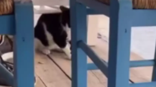 Συνελήφθη ο νεαρός που κλώτσησε το γατάκι στη θάλασσα στην Αιδηψό - Νέα ανάρτηση Θεοδωρικάκου