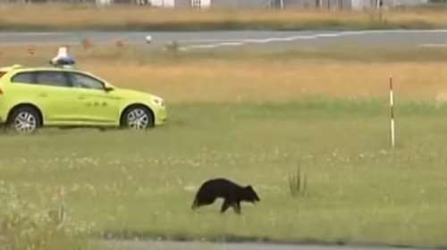 Μια αρκούδα έχει καταφέρει να ακυρώσει 12 πτήσεις στην Ιαπωνία