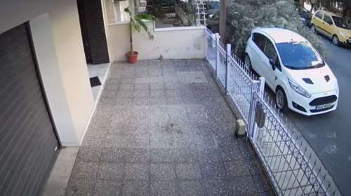 Θεσσαλονίκη: Η στιγμή που ελιά ξεριζώνεται από τον αέρα και πέφτει πάνω σε παρκαρισμένο αμάξι [βίντεο]