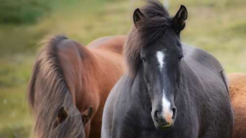 Λέσβος: Μάχη για τη ζωή του δίνει 20χρονος που δέχθηκε χτύπημα στο κεφάλι από το άλογό του