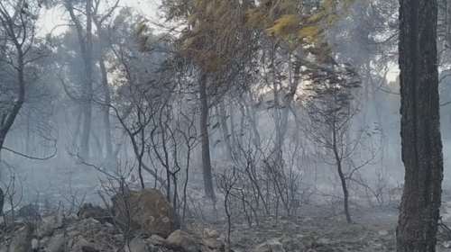 Φωτιά στο Σοφικό Κορινθίας: Καλύτερη η εικόνα - Εκκενώθηκαν προληπτικά 3 οικισμοί και ένα μοναστήρι [βίντεο]