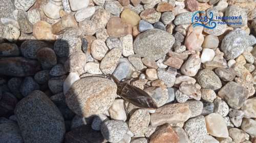 Ικαρία: Εντοπίστηκε δηλητηριώδες έντομο σε παραλία - Το μεγαλύτερο της Ευρώπης [εικόνα]