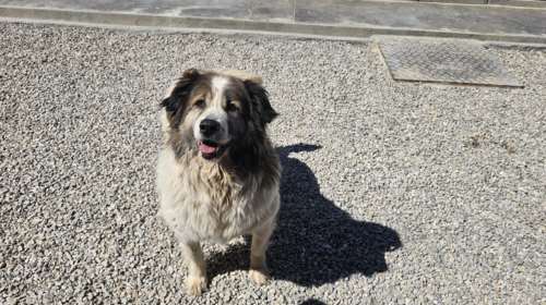 Ερμιονίδα: Συνέλαβαν 81χρονο που έσερνε τον σκύλο του με το αυτοκίνητο- Το ζώο δεν τα κατάφερε και πέθανε