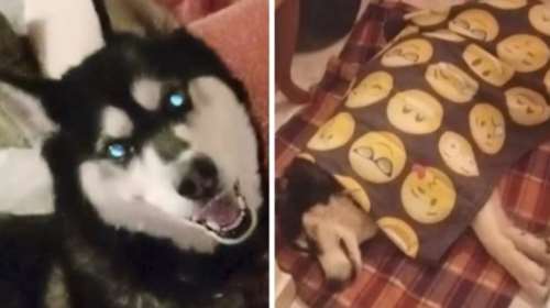 Αράχωβα: Θρίλερ με την κακοποίηση του Όλιβερ - Αυτόπτης μάρτυρας λέει πως είδε το χάσκι σε αποθήκη με έναν άνδρα