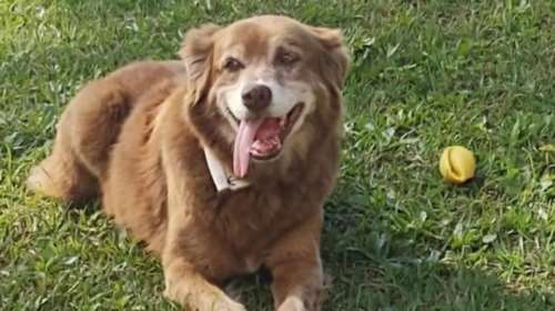 Η αφοσίωση ενός σκύλου που επί 10 χρόνια δεν έφυγε από τον τάφο του ανθρώπου του και ο νόμος "Κοβέιρο"